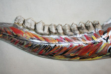 TAXIDERMY BIRD PAINTED MOOSE JAWBONE JR CHARLIE FAST PAINTED OUTSIDER FOLK ART picture