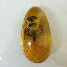 Beautiful Amber cabrite Fossil Insects Manual Polishing picture