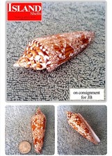 Conus bengalensis #21 93.5mm ULTRA RARE GEM BEAUTY from Thailand picture