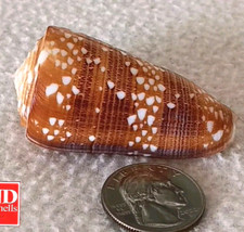Conus victor #15  59.4mm ULTRA GIGANTIC BEAUTY from Indonesia picture