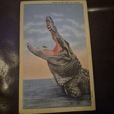 Glad to Meet You - Alligator in Florida c1940s Postcard picture