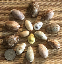 15 GLOSSY CYPRAEA SEA SHELLS 7/8” UP TO 1-1/2