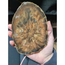 Zimbabwe Petrified Wood Specimen (13.6oz) picture