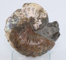 Large Fossil Scaphite 101.9 mm. 4