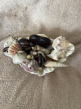Beautiful 7 Inch Clam She’ll Filled With An Assortment Of Seashells And Seabeans picture