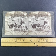Ostrich Cart Harness Racing Stereoview Underwood & Underwood 1905 Florida picture