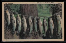 Postcard Madison on the Lake OH  Ten Of A Kind Fish On Stringer Curt Teich 1930s picture