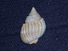 NASSARIUS CONOIDALIS WONDERFUL picture