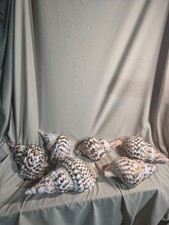 sea shell collection 7 shells picture