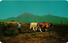 Vintage Postcard- Cultivo de Tierra. Al fondo el Volcán Colima picture