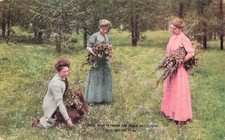 Yellowstone Gardiner Gateway Wild Flowers Railroad Advertising Vtg Postcard G9 picture