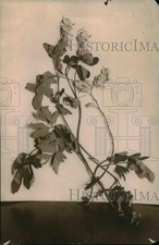 1918 Press Photo A close up of Bleeding hearts flowering plant picture