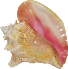 Jumbo Bahama Conch Shell, 8 to 10 Inches picture