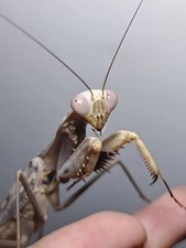 Timor Giant Praying Mantis L2/L3 Nymph Hierodula timorensis PRE ORDER picture