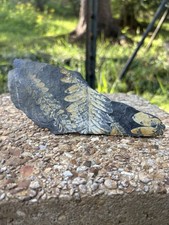 Large Fern Fossil Specimen- Natural 5.5” Fern Leaves Double Shale Impressions picture