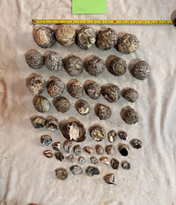 Thunder Eggs Rough Rock & Mineral Nodule Lot, Mixed Sizes, Geodes? See Photos picture