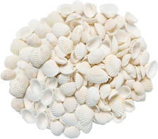 Small Tiny White Sea Shells Mini Clam Bulk Candle DIY Craft Shell Natural Seashe picture