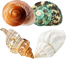 4PCS Large Hermit Crab Shells | Natural Sea Conch 2.4