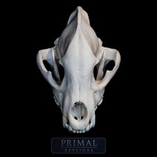 Spotted Hyena Skull Replica – Life-Sized Museum-Quality Crocuta crocuta Skull picture