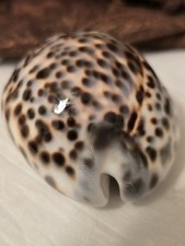CYPRAEA TIGRIS SCHILDERIANA BIG 88.9 mm striking pattern MINT PERFECT picture