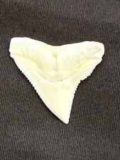 7/8 inch modern upper Bull shark tooth ( NON ENDANGERED ) picture