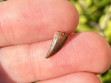 NICE Undescribed Dinosaur Tooth Fossil Raptor ? Morocco Kem Kem Theropod picture