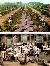2~ca1910's Postcards Fresno CA California FARM WORKERS PICKING & PACKING RAISENS picture