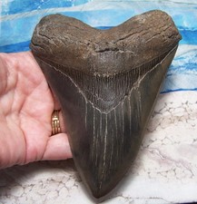 MEGALODON Shark Tooth 5 3/8