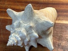 Vintage Small 6” Pink Horned Natural Queen Conch Specimen Beach Decor Aquarium picture