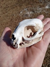 High Quality Replica Resin 😺 Cat Skull. Beautiful Display Cat Skull. picture