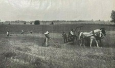 1901 Wheat Growing and Harvesting in the United States illustrated picture