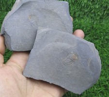 Cyclopyge Trilobites Fossil Ordovician Morocco Rare Specimen  picture
