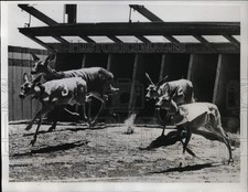 1934 Press Photo Five deer in a race at Kelsey California, trained by Mrs W Timm picture