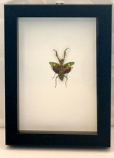 Framed Jeweled Flower Mantis Specimen (Creobroter gemmatus), Vietnam picture