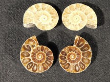 Two Small Split and Polished NAUTILUS Fossils 100% Natural Madagascar 4.92 picture