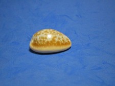 Cypraea helvola hawaiiensis Melvill,1888