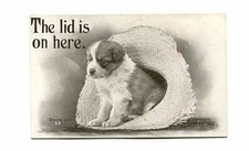 Puppy in hat - The Lid Is On Here - W.F. Williams Antique Vintage 1909 Postcard picture