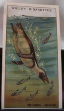 1928 W.D. & H.O. Wills Wonders of the Sea #6 Penguin Diving VG/EX picture