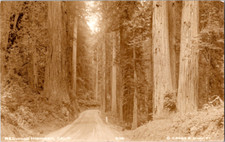 Vintage Postcard Redwood Highway California Towering Trees Scenic Roadway picture