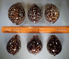 Six Cypraea Tigris, no scratches, defects. $60.00 picture