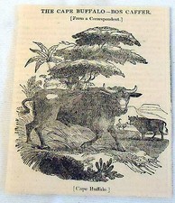 1832 small magazine engraving ~ CAPE BUFFALO - BOS CAFFER picture