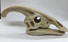 3d Printed Parasaurolophus Skull (Dinosaur, Prehistoric, Art) picture