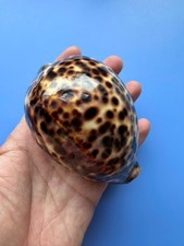 100.5mm | Cypraea Tigris | F+++ GEM| BIG dots | YELLOW color picture