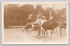 Ostrich Cart Ride Three Adults Zoo Park Scene RPPC Real Photo Postcard picture