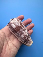 93.5mm |  Conus striatus | PINK color picture