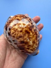 101.9mm | Cypraea Tigris| F+++ GEM| BIG size | BROWN color | Nice shell picture