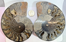 AMMONITE MATCHED PAIR - BLACK - 5.5
