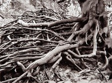Photo:Chicago Architecture Foundation 1952 Tree Roots Detail View picture