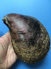 151mm | Perna viridis | SUPER GIANT size | Near MAX size | Beautiful shell picture