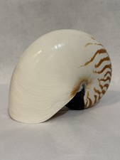 LARGE Tiger Chambered Nautilus Shell Natural Brown Rare Real Seashell 6.5”      picture